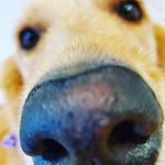 Marty Schmidt - @martythegolden9 - Instagram
