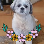 Marty Schroeder - @pinkyandthepups - Instagram