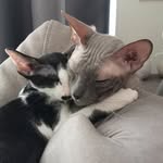 коты Шелдон и Марти - @sheldon.marty.cats - Instagram