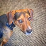 Marty Short The Dog - @marty_short_the_dog - Instagram