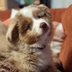 Marty the Mini - @martyshortmcfly - Instagram