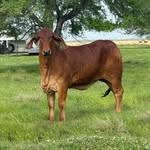 Martin L Trahan - @brahmans12018 - Instagram