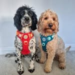 Marty and Walker - @martythesprocker - Instagram