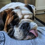 Marty Walsh the Dog - @martywalsh_thedog - Instagram