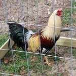 Marty Whitney - @circlewgamefarm - Instagram