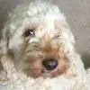 Willow - @martynking123 - TikTok