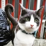 Marvel James - @marveljamesthecat - Instagram
