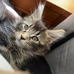 Marvel Raine-Moore - @marvel_the_maine_coon - Instagram