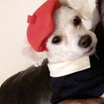 Marvin Aviles - @marvinthebichon - Instagram