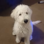 marvin beal - @marvinthemuppet - Instagram