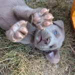 Marvin Daniels Nacho Beans - @marvinsbeans - Instagram