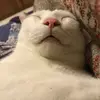 Marvin&Bean - @marvinandbean - TikTok