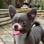 Marvin Berry - @marvinberrythedog - Instagram