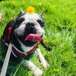 Marvin 🐾 - @marvin_bostont - Instagram