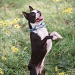 Marvin || Boston Terrier - @marvinthebostonterrier - Instagram
