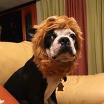 Marvin_Boston - @marvin_the_boston2 - Instagram