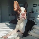 Marvin Burns - @marvin.the.boston - Instagram
