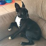 Marvin - @marvin_the_boston_terrier - Instagram