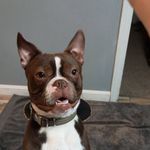 Marvin! - @marvinthemartianboston - Instagram