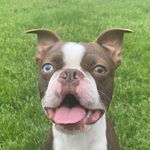 Marvin the Boston Terrier - @marv_marvin_theboston - Instagram
