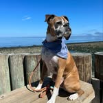 Leo Marvin - @leomarvintheboxer - Instagram