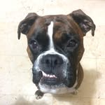 Marvelous Marvin🤎 - @marvinourboxer - Instagram