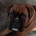 Marvin - @marvinptheboxer - Instagram