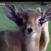 marvinbrink - @minzbonbons - TikTok