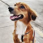 Marvin Dog - @marvin_cachorrinho - Instagram