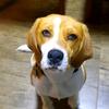 Marvinbeagle - @marvinbeagle - TikTok