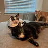 Marvin Ruby Earl - @catroomconfidential - TikTok
