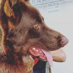 MÁRVIN - German shepherd 🇧🇷 - @dogmarvim - Instagram