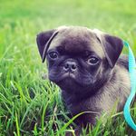 Marvin Gray aka Malibu Marvin - @marvingraythepug - Instagram