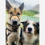 Harley & Marvin - @harley_marvin_adventures - Instagram