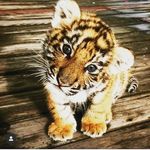 Marvin Harley Grandez Polo - @marvinharleygrandez - Instagram