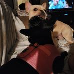 Marvin Kelly Harness - Facebook