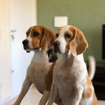 Hope e Marvin, os Beagles - @hopemarvinbeagles - Instagram
