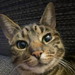 Marvin - @marvinhuntergray - Instagram