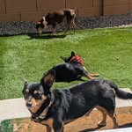 Marvin, Oliver & Kendrick - @littlepawsboys - Instagram