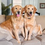Marvin & Leonard🐾🎾 - @thesmooshbrothers - Instagram