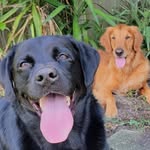 Marvin Leslie - @starvin.marvinthedog - Instagram