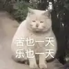 Marvin Lu - @kittykittyyy_m - TikTok