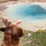 Marvin - @marvin.the.moose - Instagram