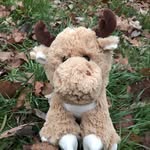 Marvin the Moose - @vinnythemoose - Instagram