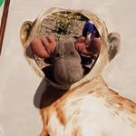 Marvin the Moose - @marvin_themoose - Instagram