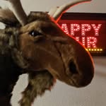 Marvin the Muddled Moose - @marvinthemuddledmoose - Instagram