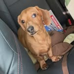 Moose - @marvin_and_moose - Instagram