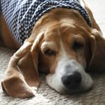 Penny & Marvin - @bassets_pennyandmarvin - Instagram