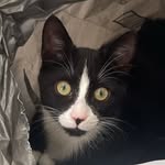 Marvin & Pepperanne - @marvinandpepper - Instagram