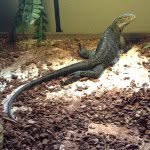 Marvin, Pepper, Fidel - @iguanas3 - Instagram